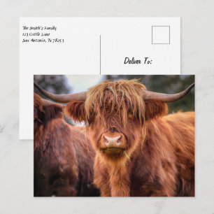 Scottish Highland Cow Postcard Vykort