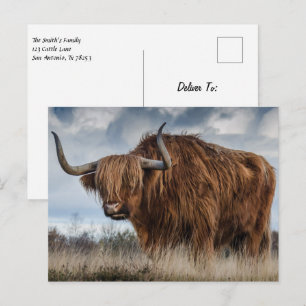 Scottish Highland Cow Postcard Vykort