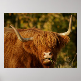 Scottish Highland Cow Poster