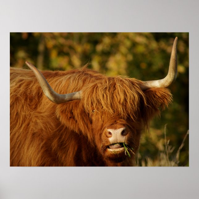 Scottish Highland Cow Poster (Framsidan)