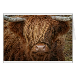 Scottish Highland Cow - Skottland Hälsningskort