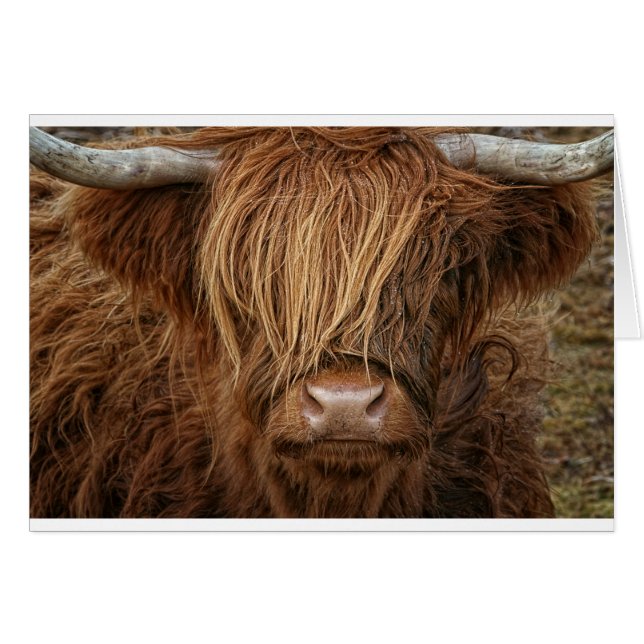 Scottish Highland Cow - Skottland Hälsningskort (Framsidan Horizontal)