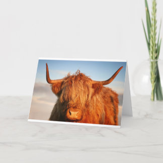 Scottish Highland Cow - Skottland Kort