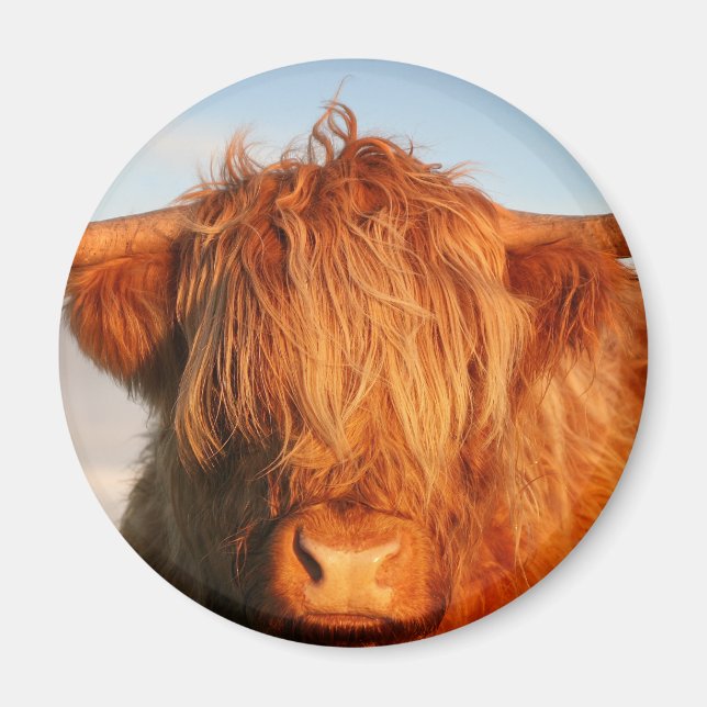 Scottish Highland Cow - Skottland Magnet (Framsidan)