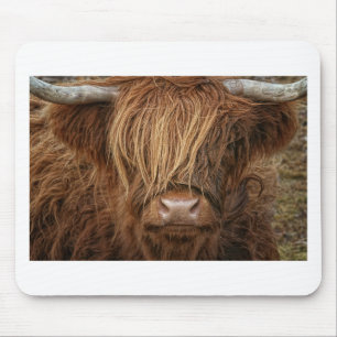 Scottish Highland Cow - Skottland Musmatta
