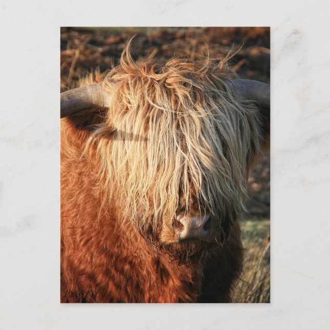 Scottish Highland Cow - Skottland Vykort (Framsida)