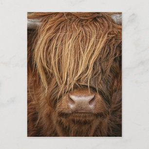 Scottish Highland Cow - Skottland Vykort