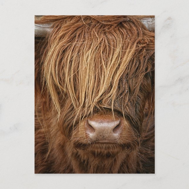 Scottish Highland Cow - Skottland Vykort (Framsida)