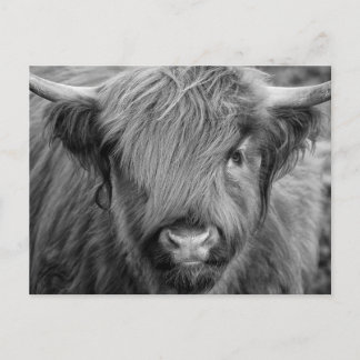 Scottish Highland Cow - Skottland Vykort