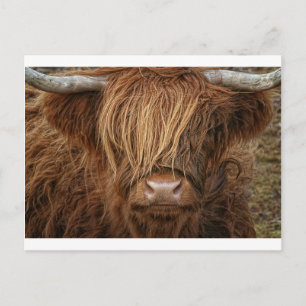 Scottish Highland Cow - Skottland Vykort