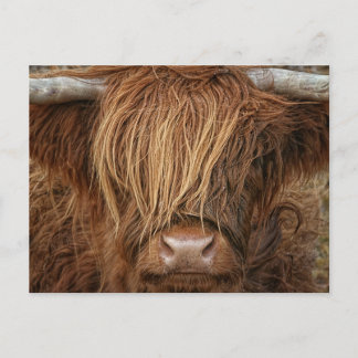 Scottish Highland Cow - Skottland Vykort