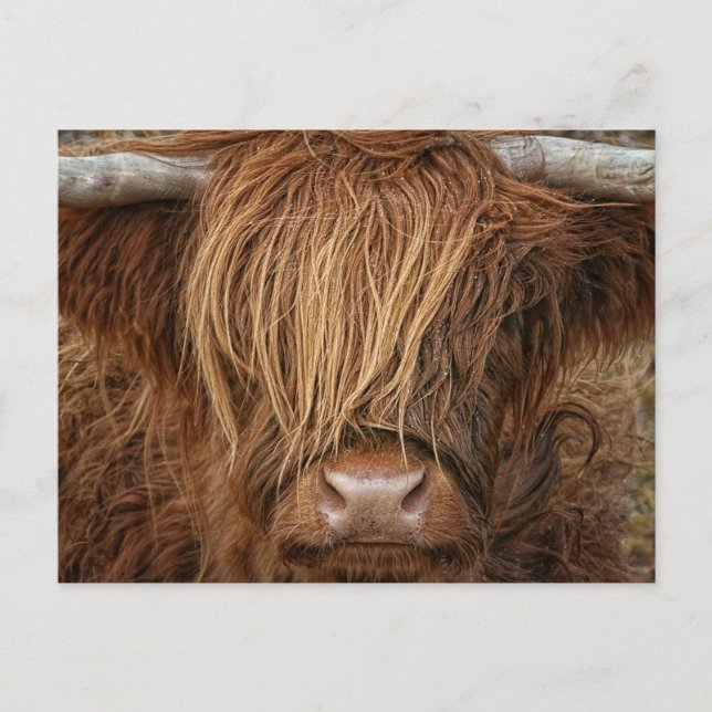 Scottish Highland Cow - Skottland Vykort (Framsida)