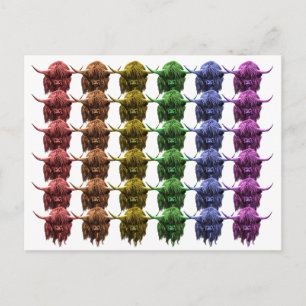 Scottish Highland Cow Vykort