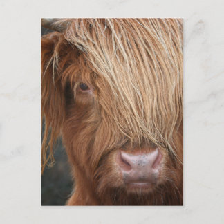 Scottish Highland Cows - Skottland Vykort