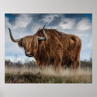 Scottish Highland långhårig Poster