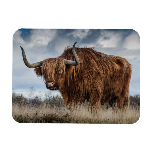 Scottish Highland longhair Magnet (Horisontell)