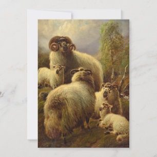 Scottish Highland Sheep Julkort