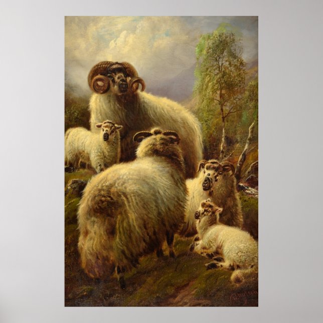 Scottish Highland Sheep Poster (Framsidan)