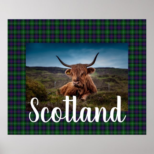 Scottish Highland Steer Poster (Framsidan)