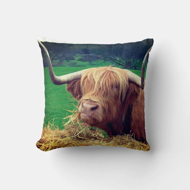 Scottish Highlander Cow Kudde (Framsida)