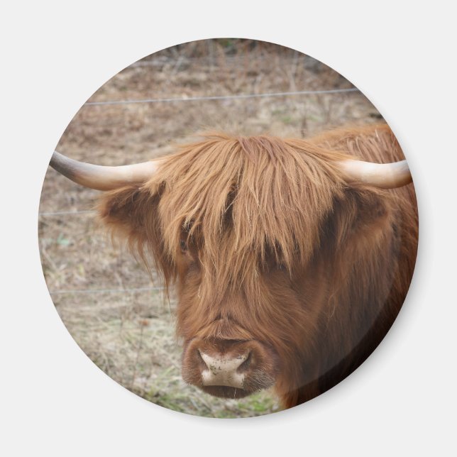 Scottish Highlander Magnet (Framsidan)