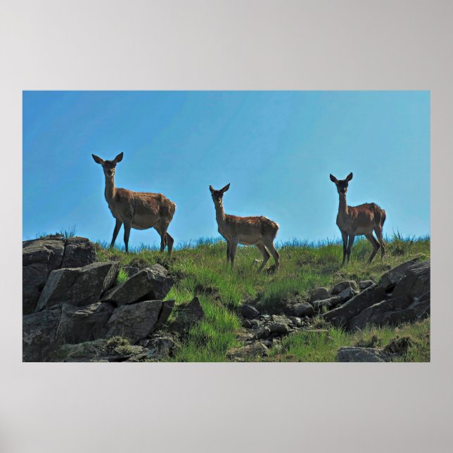 Scottish Hjort Trio Poster (Framsidan)