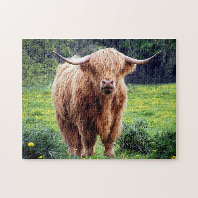 Scottish Oxen. Pussel (Horisontell)