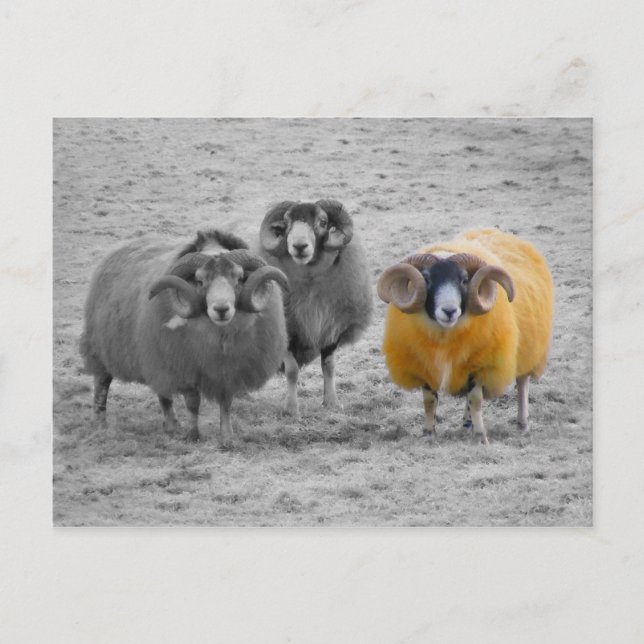 Scottish Rams Vykort (Framsida)