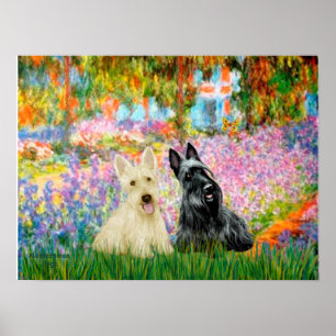 Scottish Terrier (2 BW) - Garden Poster