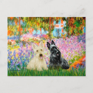 Scottish Terrier (2 BW) - Garden Vykort