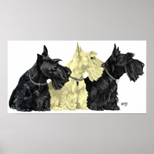 Scottish Terrier Affisch