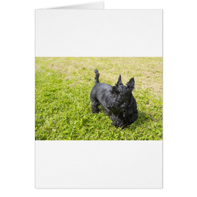 Scottish Terrier Hälsningskort (Framsidan)