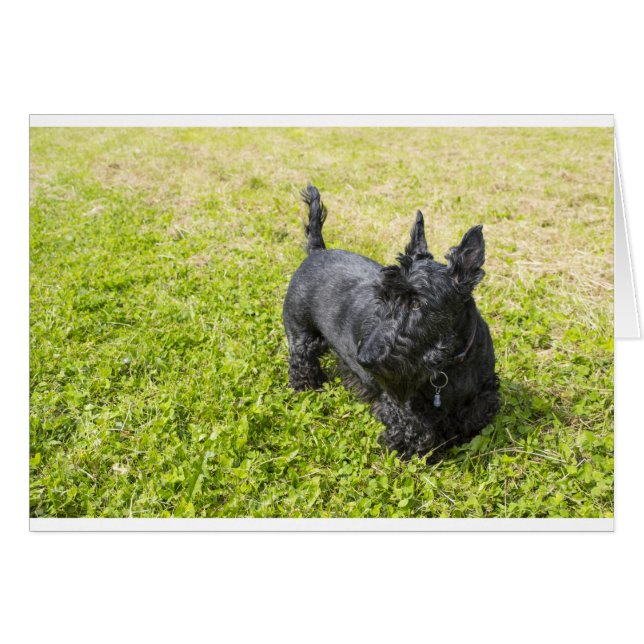Scottish Terrier Hälsningskort (Framsidan Horizontal)