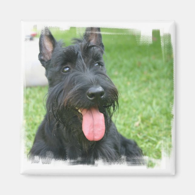 Scottish Terrier Hund Magnet (Framsidan)
