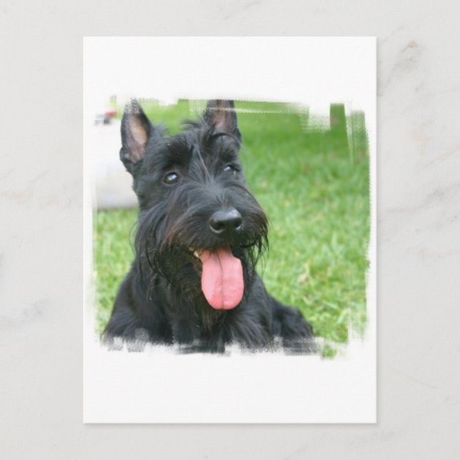 Scottish Terrier Hund Postcard Vykort (Framsida)