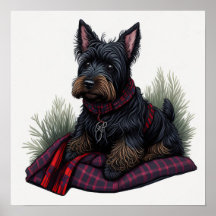 Scottish Terrier Hund