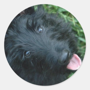 Scottish Terrier i Grass - Cute Scotty Runt Klistermärke