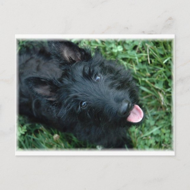Scottish Terrier i Grass - Cute Scotty Vykort (Framsida)