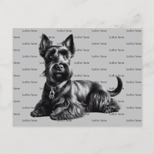 Scottish Terrier i Vykort