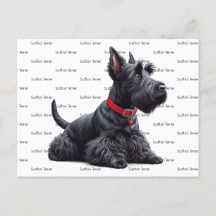 Scottish Terrier i Vykort