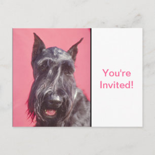 Scottish Terrier Inbjudan Vykort