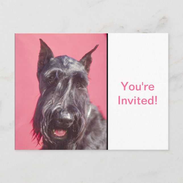 Scottish Terrier Inbjudan Vykort (Framsida)