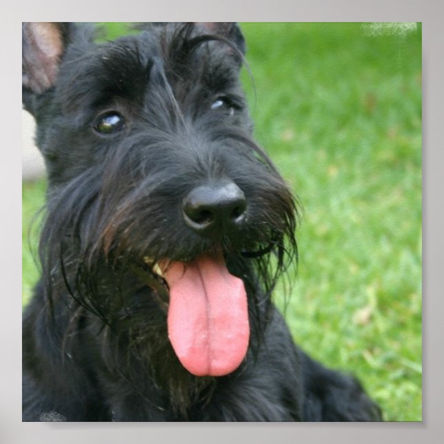 Scottish Terrier Kanvastryck Poster (Framsidan)