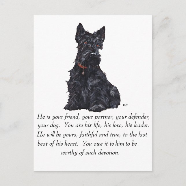 Scottish Terrier Keepsak - MALE Hund Vykort (Framsida)