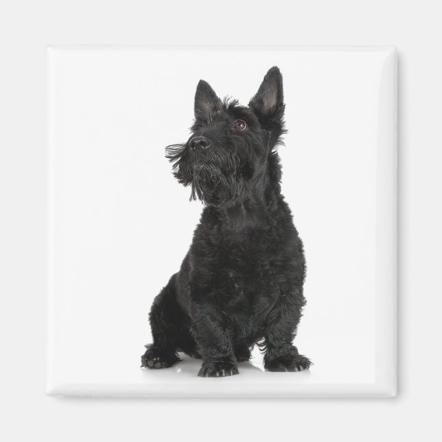 Scottish Terrier Magnet (Framsidan)