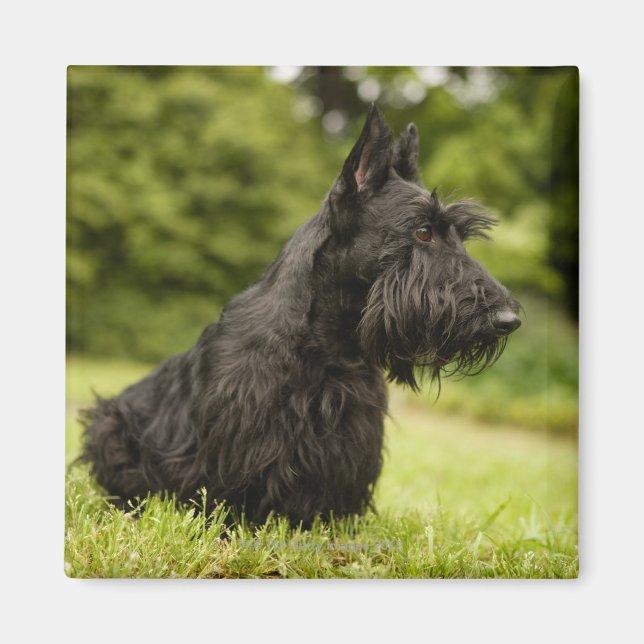 Scottish Terrier Magnet (Framsidan)