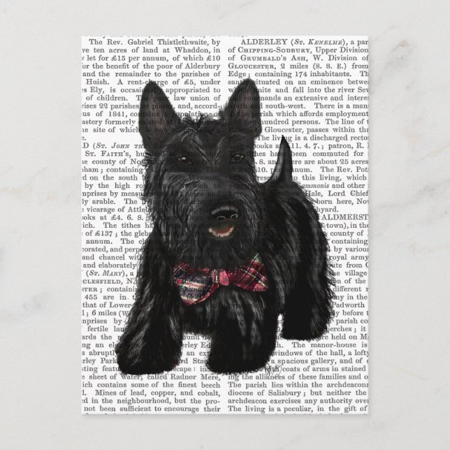 Scottish Terrier och Bow Vykort (Framsida)