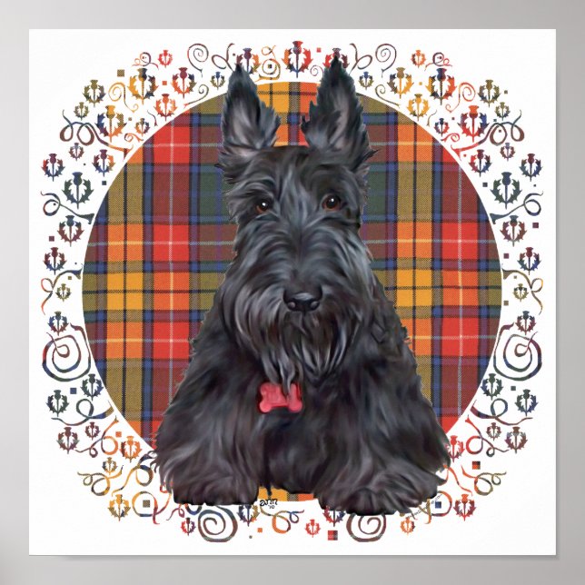Scottish Terrier på Tartan Poster (Framsidan)
