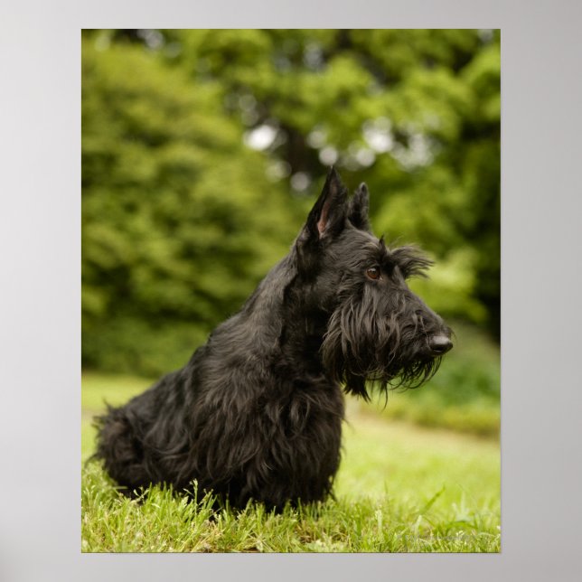 Scottish Terrier Poster (Framsidan)