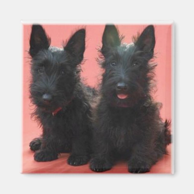 Scottish Terrier puppies magnet (Framsidan)